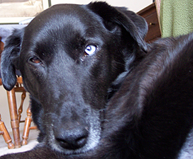 Looking into the eyes of love
