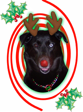 Jodie, The Happy Holly Dog