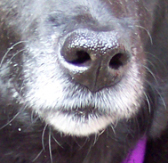 Gonna wash that gray right outta my muzzle