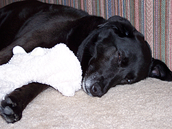 The original snuggly-soft blog puppy